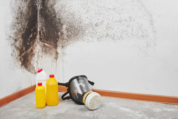 Mold Removal and Inspection in Potosi, TX