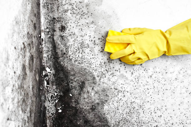 Best Mold Remediation  in Potosi, TX