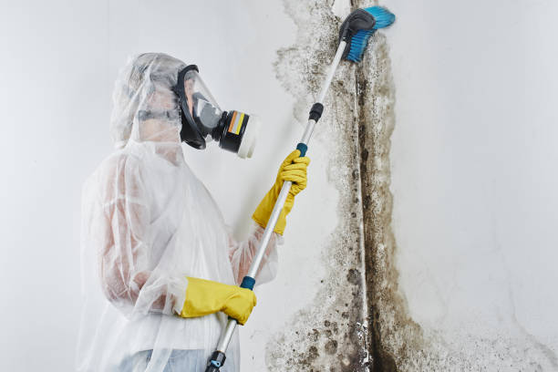 Best Office Mold Removal Services  in Potosi, TX