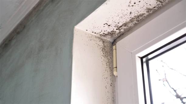 Best Mold Cleaning Services  in Potosi, TX