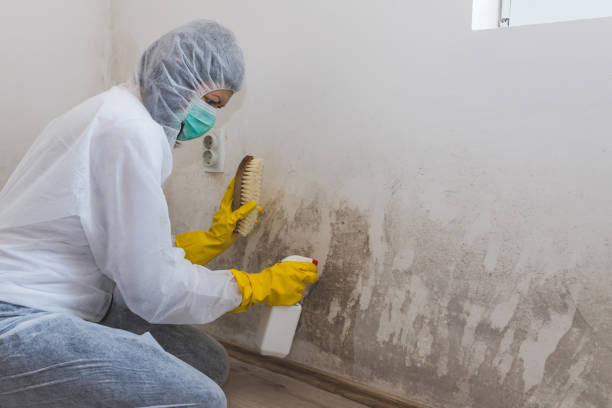 Best Professional Mold Removal  in Potosi, TX