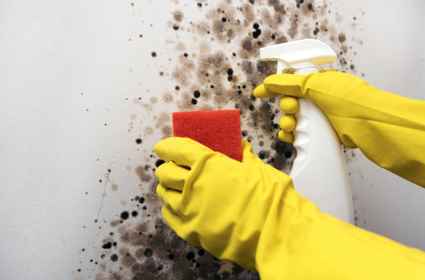 Office Mold Removal Services in Potosi, TX