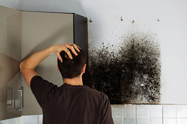 Potosi, TX Mold Removal Company