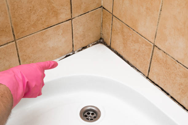 Best Certified Mold Removal  in Potosi, TX